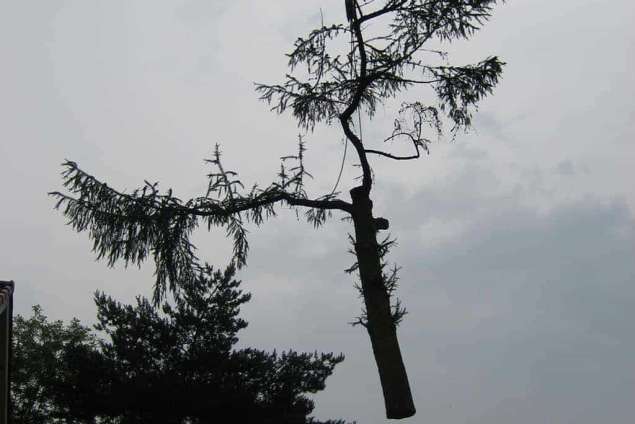 rooien van een lariks boom in Prinsenbeek